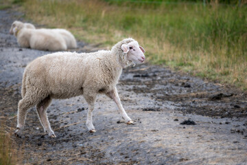 Obraz premium Eating sheep looking for grass in Hokkaido