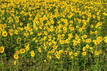 Fototapeta premium A field of sunflowers spreading all over