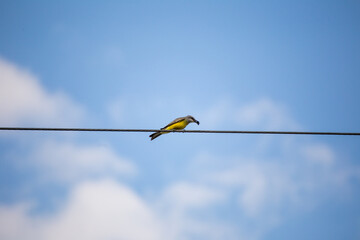 Yellow bird caught insect for lunch in Guatemala.