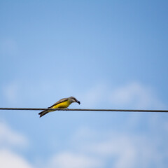 Yellow bird with insect in beak on power lines in Guatemala.