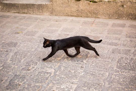 Black cat walking on a brick road in Guatemala.