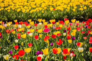 Tulips of many colors bloom at tulip farm