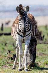 African plains zebras (Equus quagga) standing and scratching himself