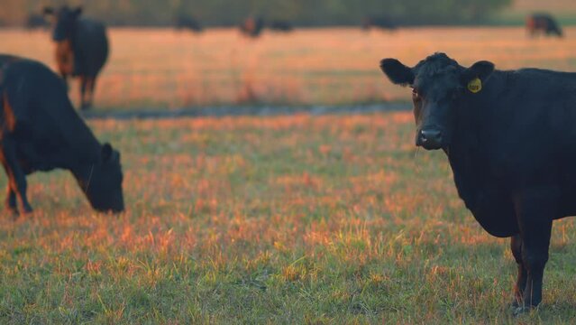 Black cow looks into camera. Cows in field at sunset. Selective focus.