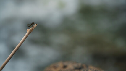 Selected focus of black dragonfly perched on the tree branch with blur river background
