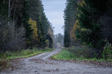 Obraz premium Gravel and sand road in the pine forest. Diminishing perspective of the path in the woods. Walking or driving through the trees on the forest road with green grass on the sides