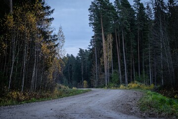 Gravel and sand road in the pine forest. Diminishing perspective of the path in the woods. Walking or driving through the trees on the forest road with green grass on the sides