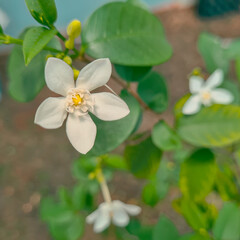 Fototapeta premium Beautiful jasmine flowers blooming in garden. White jasmine petals in nature close-up. Jasmine flower in vibrant natural colors. Fragrant jasmine flower blooming on bush. Elegant jasmine blossom