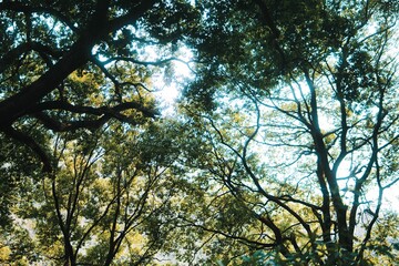 Fototapeta premium 森林