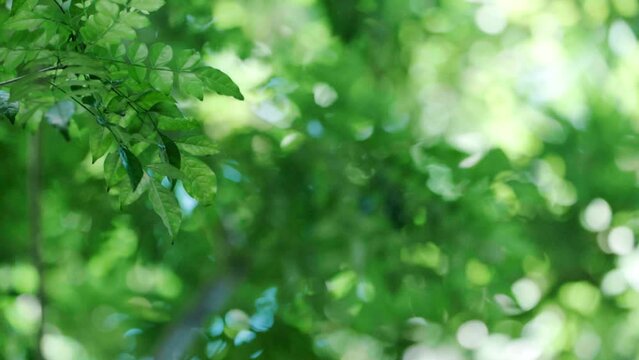 初夏、晴れ、風に揺れる新緑の葉と陽光にきらめく緑のボケの背景のスローモーション