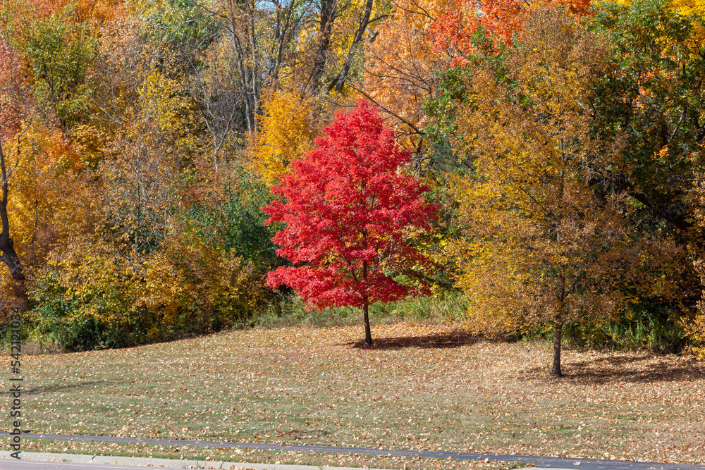Wall mural full frame texture background of a red maple tree with brilliant fall color