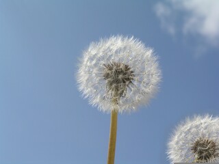 dandelion on sky background 