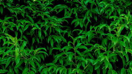 Nature green background, tropical leaf banner or floral forest concept. Herb wall, Plant wall, Natural green wallpaper and background. Nature wall.