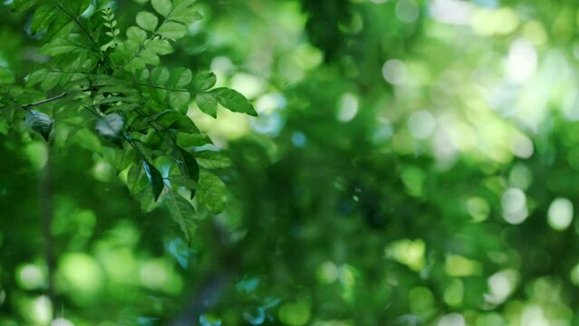 さわやかな森の風に揺れる緑の新緑　木漏れ日に照らされる　初夏・自然のイメージ
