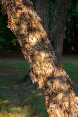 Close up view of beautiful rugged torn bark on the trunk of a showy river birch tree (betula nigra) in late day sunlight