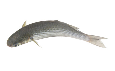 Whole raw grey flathead mullet fish isolated on white background.	