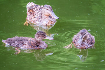 A family of ducks, a duck and its little ducklings are swimming in the water. The duck takes care of its newborn ducklings. Mallard, lat. Anas platyrhynchos