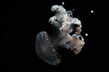 Jellyfish deep underwater