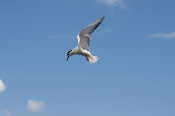 Obraz premium Vogel im Flug