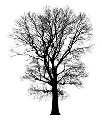 Silhouette dead tree without leaves isolated on white background. Clipping path included