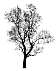 Silhouette dead tree without leaves isolated on white background. Clipping path included