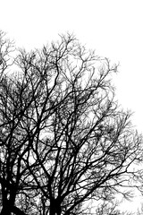 Silhouette dead tree without leaves isolated on white background. Clipping path included