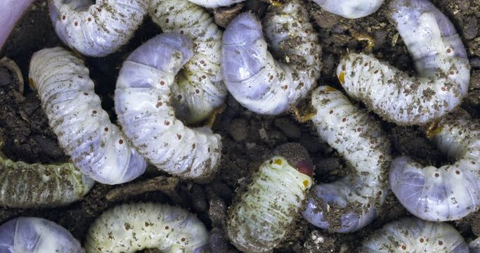 Large white worms close-up may bug larvae or rhinoceros beetle in the ground.