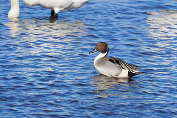 オナガガモ, Pintail