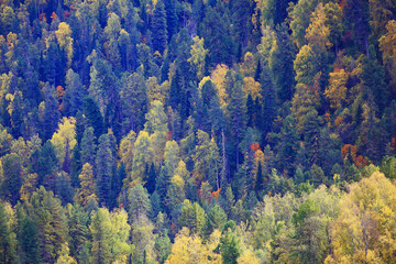abstract background texture of autumn forest, yellow trees pattern landscape view