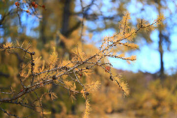 scenery yellow larch beautiful autumn forest, ecology climate change