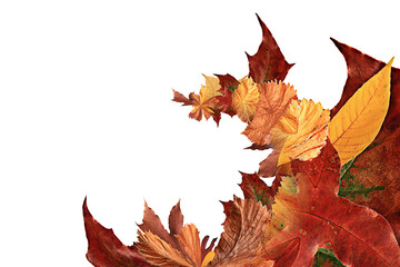 autumn leaves are falling flying white background isolated