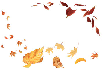 autumn leaves are falling flying white background isolated
