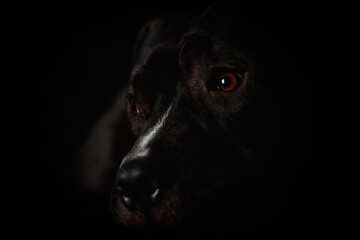 American pit bull terrier on dark background. Close up.