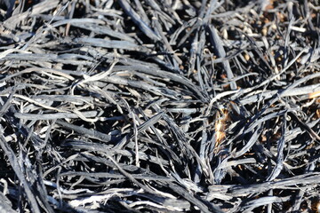 藁炭の焦げ　焼畑・野焼き