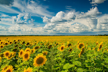 Fototapeta premium A yellow field of sunflower flowers against a blue sky with white clouds. Sunflower flowers. Agricultural field. Farm field. Agricultural business. Beautiful landscape. Cumulus clouds.