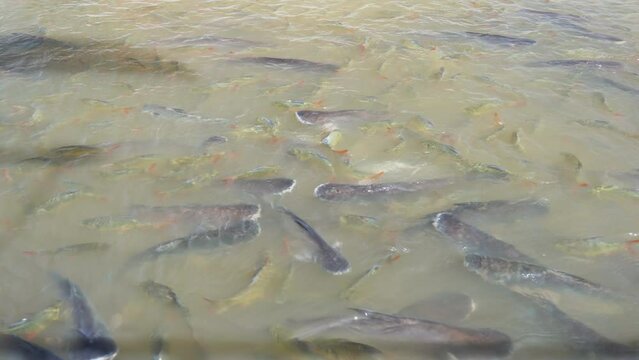 Many fishes that live in the Chao Phraya River. They were waiting to receive food in front of the temple. From a philanthropist, Thailand 2022-10-30	