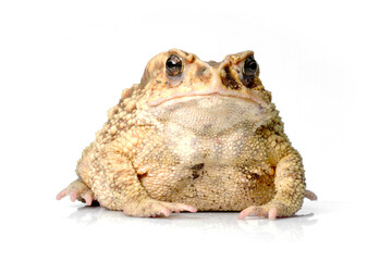 toad isolated on white,Duttaphrynus melanostictus.