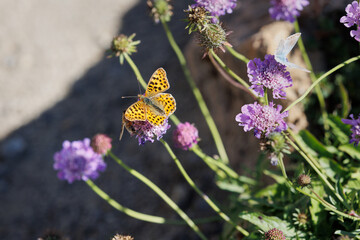 Beautiful Orange Butterfly over Purple Flowers in the Italian Alps