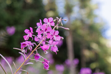 Chamaenerion fleischeri, formerly Epilobium fleischeri, commonly known as Alpine willowherb - Pink Flowers in the Italian Alps Mountains