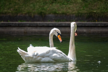 Two graceful white swans swim in the pond in city park.