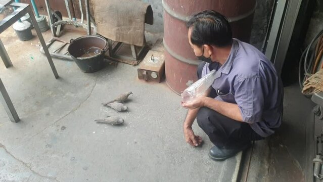 The Asian Middle-Aged Worker Man feeds the Birds