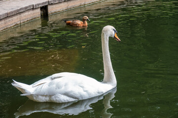 Graceful white swan swim in the pond in city park.