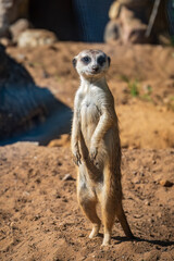 Meerkat, Suricata suricatta, on hind legs. Portrait of meerkat standing on hind legs with alert expression. Portrait of a funny meerkat sitting on its hind legs.