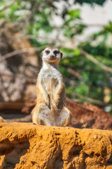 Meerkat, Suricata suricatta, on hind legs. Portrait of meerkat standing on hind legs with alert expression. Portrait of a funny meerkat sitting on its hind legs.
