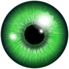 eye of the person green color vector
