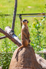 Meerkat, Suricata suricatta, on hind legs. Portrait of meerkat standing on hind legs with alert expression. Portrait of a funny meerkat sitting on its hind legs.