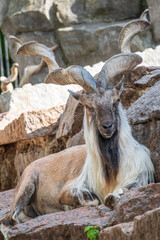 Close-up portrait of Markhor, Capra falconeri, wild goat native to Central Asia, Karakoram and the...