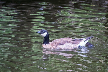 Canada goose, Branta canadensis, swimming in a lake.