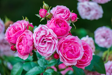 Close-up of a pink rose on green background