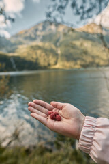 Raspberry in hand. fresh ripe raspberries with beautiful nature background. Concept of wild berries picking outdoors.